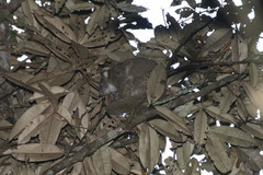 Pseudochirops archeri