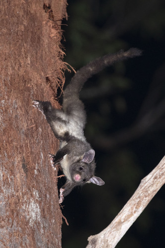Yellow-bellied Glider