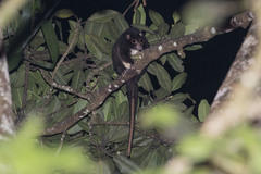 Pseudochirulus herbertensis