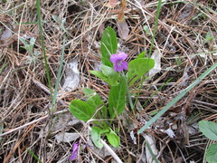 Viola gmeliniana