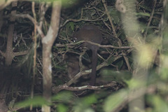 Hemibelideus lemuroides