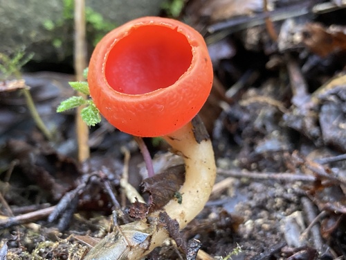 Scarlet Cup
