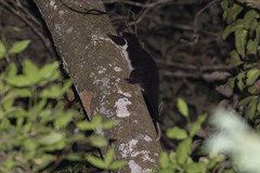 Pseudochirulus herbertensis