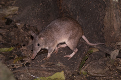 Queensland Barred Bandicoot photo 3