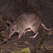 Queensland Barred Bandicoot - Photo (c) Isaac Clarey, some rights reserved (CC BY-NC), uploaded by Isaac Clarey