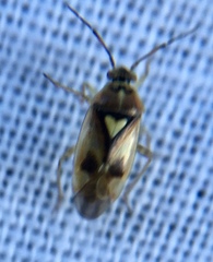 Orthops