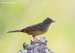Emberiza lathami