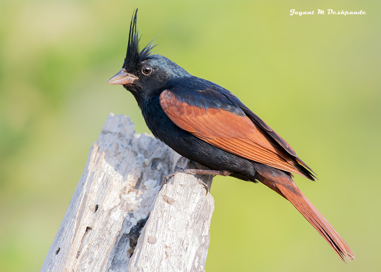 Crested Bunting (Emberiza lathami) photo