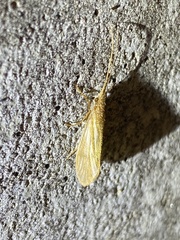 Goeridae