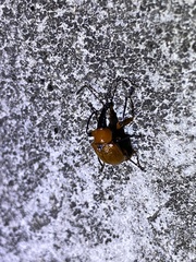 Phialodes rufipennis
