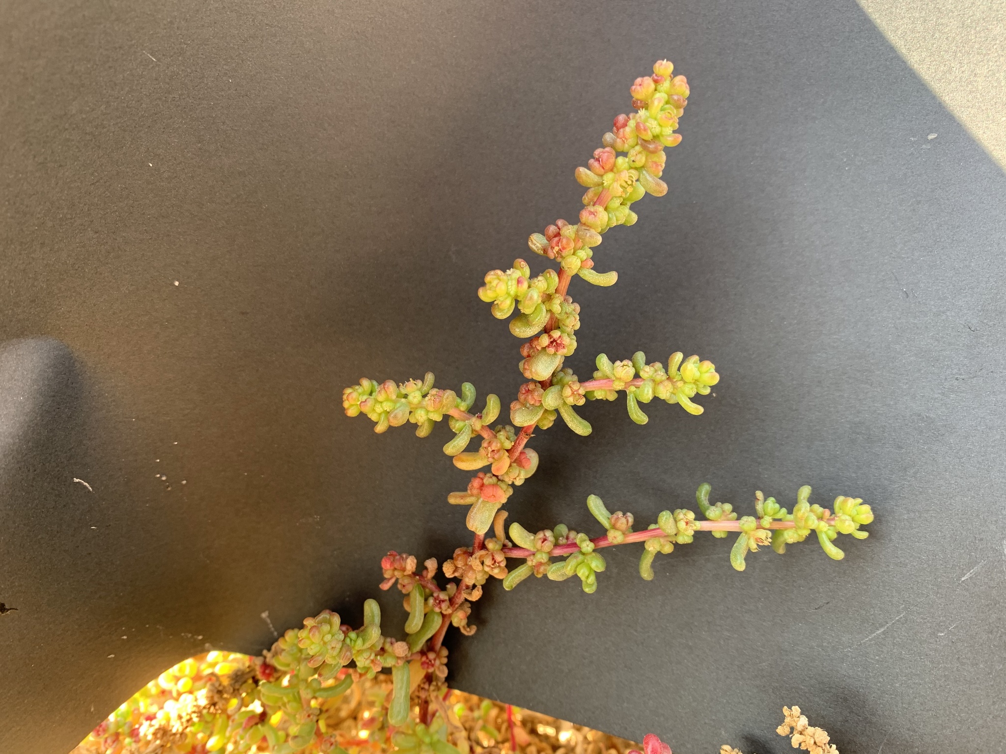 Suwwad (Suaeda aegyptiaca)
