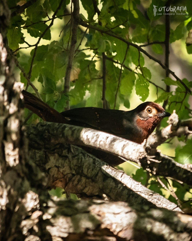 Chestnut-Throated Huet-Huet