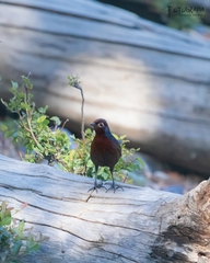 Pteroptochos castaneus