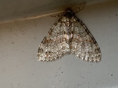 Trichopterigia consobrinaria