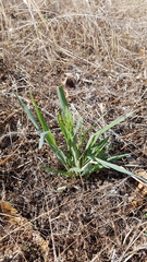 Panicum decompositum