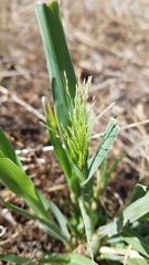 Panicum decompositum