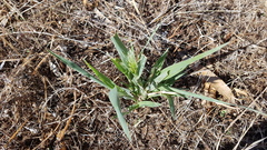 Panicum decompositum