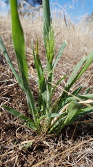 Panicum decompositum