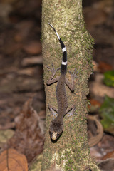 Carphodactylus laevis