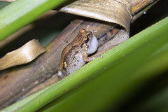 Cophixalus australis