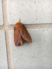 Anisota virginiensis