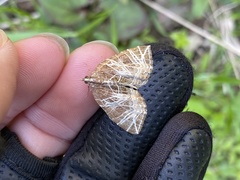 Evecliptopera illitata