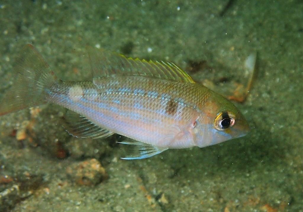Spangled Emperor (Fishes of Chowder Bay, Sydney, Australia) · iNaturalist
