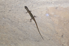 Saproscincus basiliscus