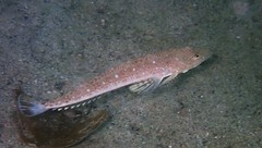 Platycephalus grandispinis