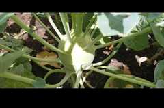 Brassica oleracea gongylodes