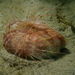 Heart Urchins - Photo (c) John Sear, some rights reserved (CC BY-NC), uploaded by John Sear