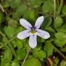 Lobelia pedunculata - Photo ללא זכויות יוצרים, uploaded by georgiasteel