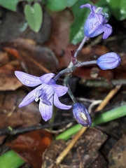Scilla odorata