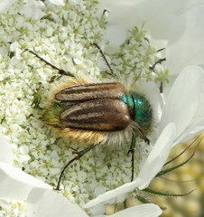 Eulasia pareyssei