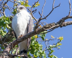 Geranoaetus polyosoma polyosoma