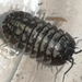 Armadillidium alassiense - Photo (c) julienwild, algunos derechos reservados (CC BY-NC)