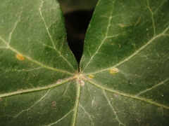 Lichtensia viburni