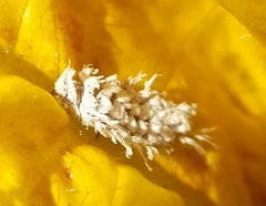 Insecta