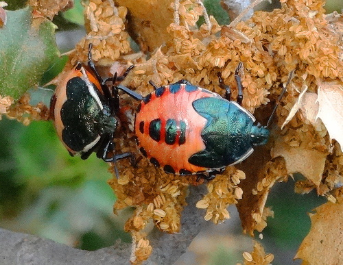 Pentatome des haies