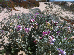 Lathyrus littoralis