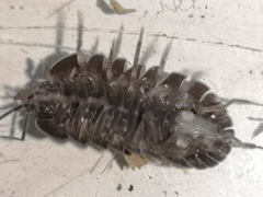 Armadillidium alassiense