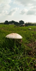 Chlorophyllum