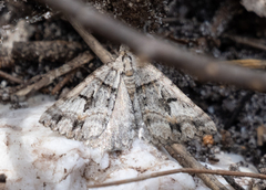 Dichromodes longidens