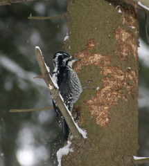 Picoides tridactylus
