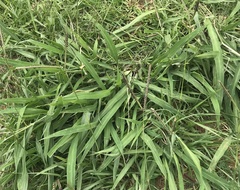 Poaceae