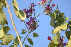 Bauhinia × blakeana