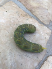 Acherontia