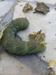 Acherontia