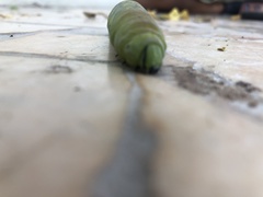 Acherontia