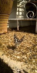 Papilio demoleus